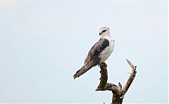 Black-winged Kite